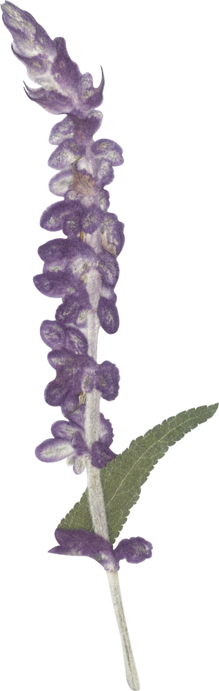 Pressed salvia flower