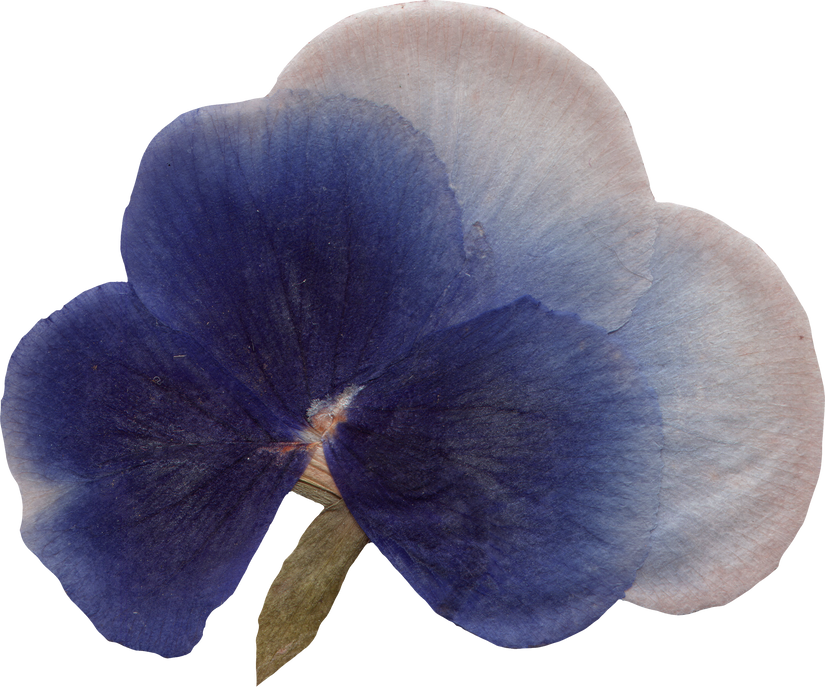 Pressed dried pansy flower