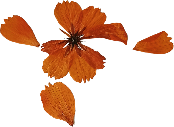 Pressed Cosmos Flower Cutout