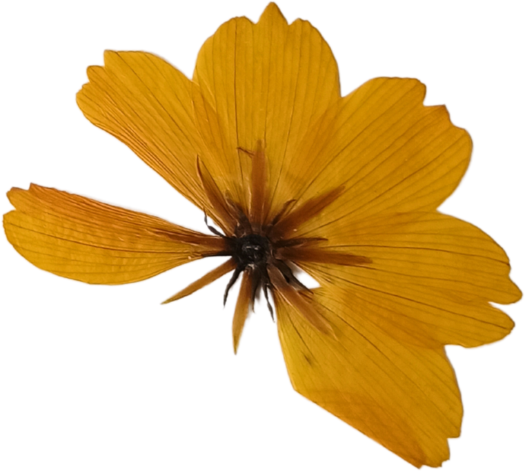 Cosmos Flower Illustration