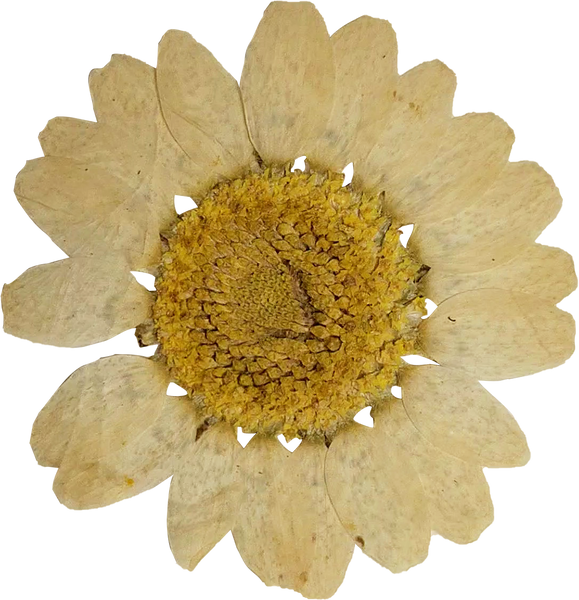 Dried and Pressed Sunflower