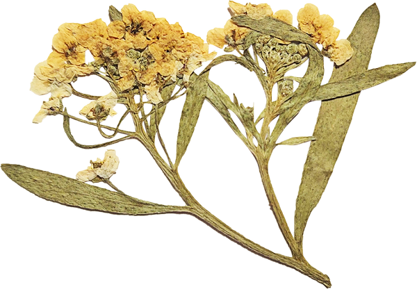 Yellow Pressed Flowers